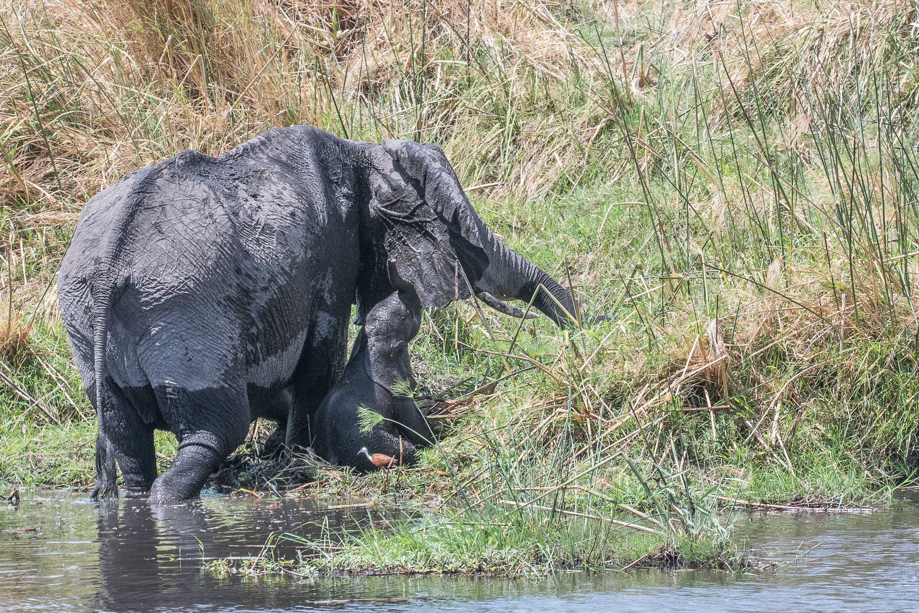 Eléphants des savanes (African bush elephant, Loxodonta africana), femelle adulte et juvénile le long de la rivière Kwando, , Delta de l'Okavango, Botswana-2